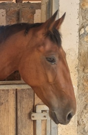 Horse Geia, mare thoroughbred mix with local cretan breed
