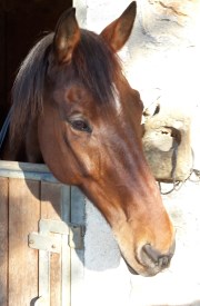 Horse Eros, warmblood gelding