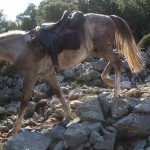 Horse hermis on the donkey path to the Lassithi Plateau in Crete.