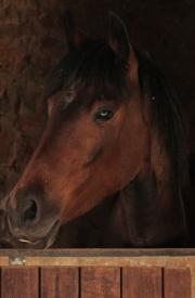 Horse Olympia, a local mare, mix with andalusian.