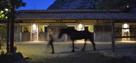 Stables and the horses