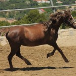 Welsh B pony Stougjeshoeve Daisy of the Odysseia Stables
