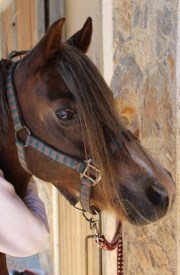 Pony Welsh B mare, Stougjeshoeve Daisy